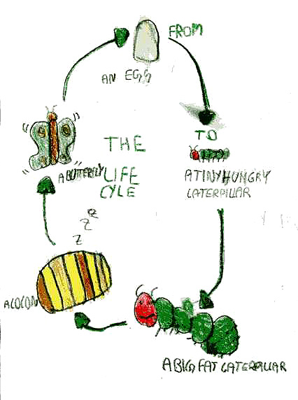the life cycle