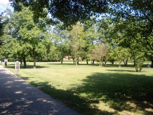 foto di alberi e arbusti